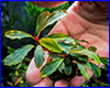 Акваріумна рослина, Bucephalandra sp. Crimson. Акваріумна рослина, Bucephalandra sp. Crimson.