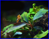 Акваріумна рослина, Bucephalandra sp. Copper Leaf Melawi, West Kalimantan. Акваріумна рослина, Bucephalandra sp. Copper Leaf Melawi, West Kalimantan.