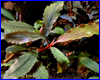 Акваріумна рослина, Bucephalandra sp. #4, Daerah Malawi. Акваріумна рослина, Bucephalandra sp. #4, Daerah Malawi.