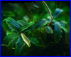 Акваріумна рослина, Bucephalandra sp. Dark Narcissus 1. Акваріумна рослина, Bucephalandra sp. Dark Narcissus 1.