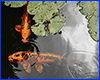 Препарат AQUAXER Cidex Pond, 1 л, для ставка на 20000 л. Препарат AQUAXER Cidex Pond, 1 л, для ставка на 20000 л.