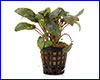 Акваріумна рослина, Cryptocoryne wendtii Tropica. Акваріумна рослина, Cryptocoryne wendtii Tropica.