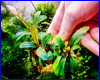 Акваріумна рослина, Bucephalandra sp. Apple leaf, Malinau. Акваріумна рослина, Bucephalandra sp. Apple leaf, Malinau.