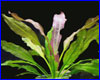 Акваріумна рослина, Echinodorus Oriental.  Акваріумна рослина, Echinodorus Oriental.
