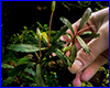 Акваріумна рослина, Bucephalandra sp. from Sayan-1. Акваріумна рослина, Bucephalandra sp. from Sayan-1.