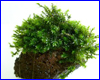 Акваріумна рослина, Barbyla sp. Milimeter moss. Акваріумна рослина, Barbyla sp. Milimeter moss.