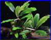Акваріумна рослина, Bucephalandra sp. Kualakuayan 1. Акваріумна рослина, Bucephalandra sp. Kualakuayan 1.