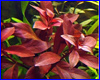 Акваріумна рослина, Ludwigia repens ''Rubin''. Акваріумна рослина, Ludwigia repens ''Rubin''.