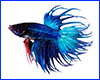 Вінілова наклейка Betta fish, N13043.  Вінілова наклейка Betta fish, N13043.
