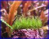 Акваріумна рослина, Amblystegium serpens, nano moss. Акваріумна рослина, Amblystegium serpens, nano moss.