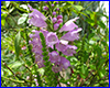 Акваріумна рослина, Physostegia purpurea. Акваріумна рослина, Physostegia purpurea.