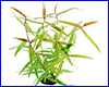 Акваріумна рослина, Polygonum spec. Акваріумна рослина, Polygonum spec.