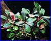Акваріумна рослина, Bucephalandra sp. Brownie Helena. Акваріумна рослина, Bucephalandra sp. Brownie Helena.