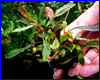 Акваріумна рослина, Bucephalandra sp. Athena. Акваріумна рослина, Bucephalandra sp. Athena.
