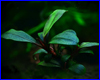 Акваріумна рослина, Bucephalandra sp. Copi Susu, Kalimantan. Акваріумна рослина, Bucephalandra sp. Copi Susu, Kalimantan.