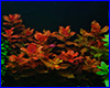 Акваріумна рослина, Rotala macrandra. Акваріумна рослина, Rotala macrandra.