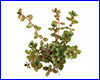 Акваріумна рослина, Rotala rotundifolia. Акваріумна рослина, Rotala rotundifolia.