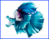 Вінілова наклейка Betta fish, N107661. Вінілова наклейка Betta fish, N107661.