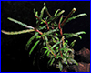Акваріумна рослина, Bucephalandra Belindae P. Boyce 2011. Акваріумна рослина, Bucephalandra Belindae P. Boyce 2011.